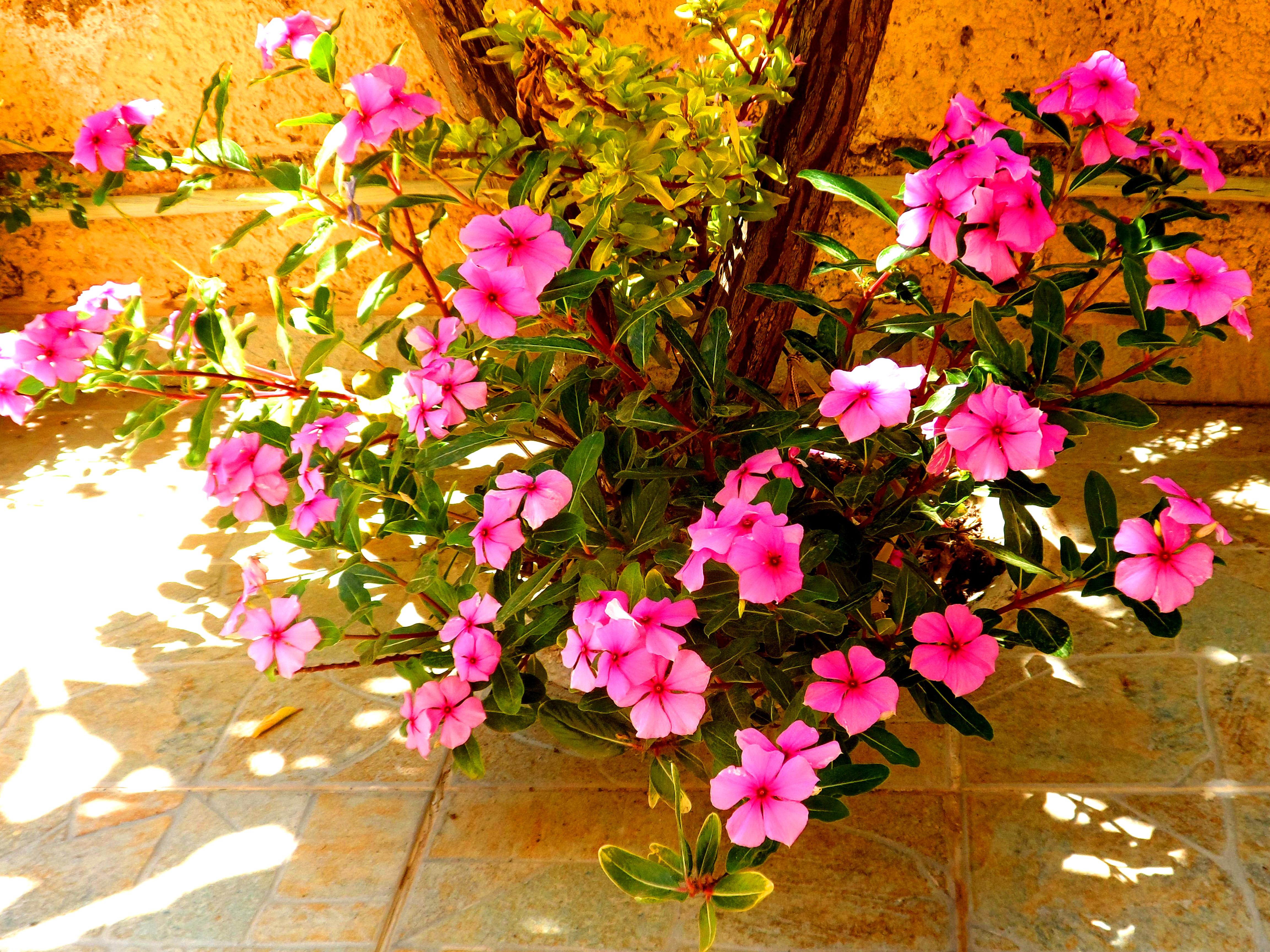 Papafotis Apartments & Suites Alinda  Dış mekan fotoğraf